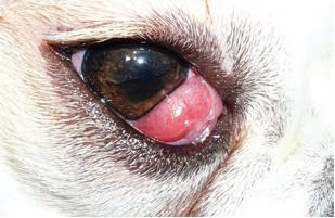 cherry eye