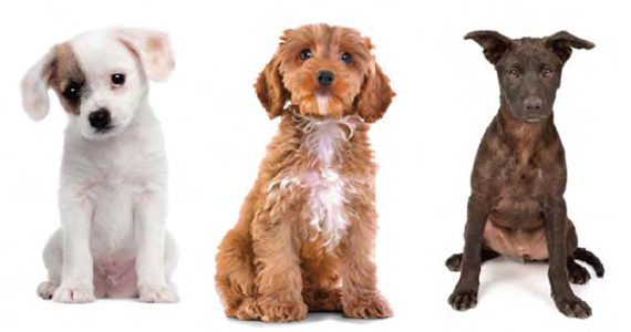 mixed breed dog dna kits