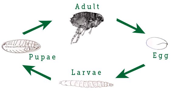 flea life cycle