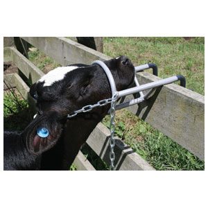 Debudding Restraint Calf