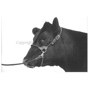 Halter Leather Round Strap Cow Brown