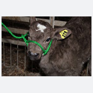 Halter Poly Rope Calf Green