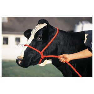 Halter Poly Rope Calf Red