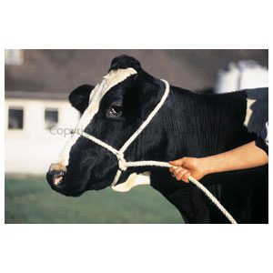 Halter Poly Rope Cow Black
