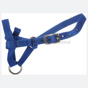 Halter Webbing Alpaca Small Blue