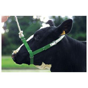 Halter Webbing Cow Blue