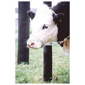 Halter Hackamore Cow Blue