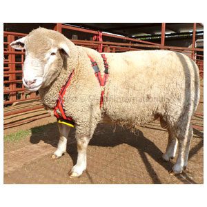 Ram Harness MatingMark Regular