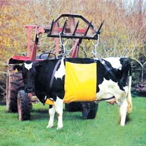 Supreme Cow Lifter - Extra Large Size