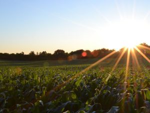 Cropping & Pasture