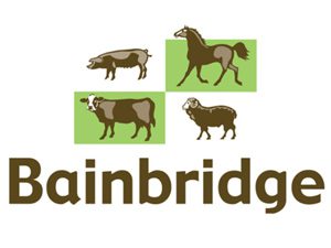 Bainbridge Vet