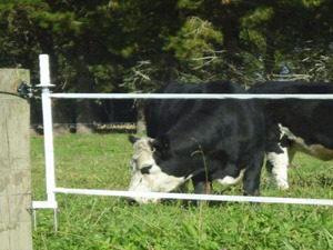 Electric Fencing