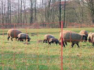 Conventional Fencing