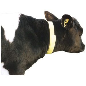 Calf Neck Bands Pink 10-pack