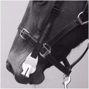 Worming Bit Dark Bay Horse