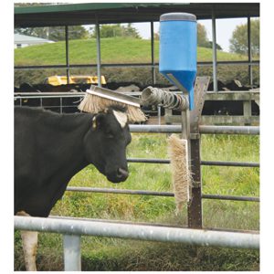 Scratch Brush & Oiler Cattle cpt