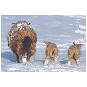 Lamb Cover Woolover each