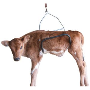 Calf Weigh Cradle
