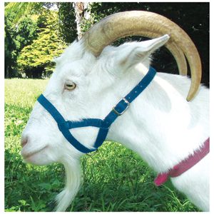 Halter Webbing Goat Small Blue