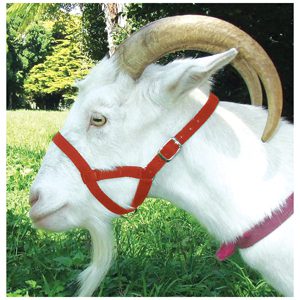 Halter Webbing Goat Medium Red