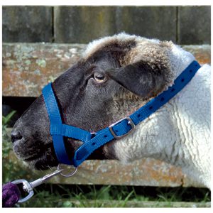 Halter Webbing Sheep Small Blue