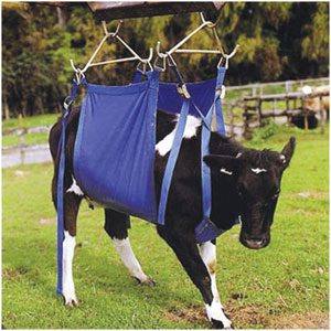 Daisy Lifter Standard (Blue) cpt