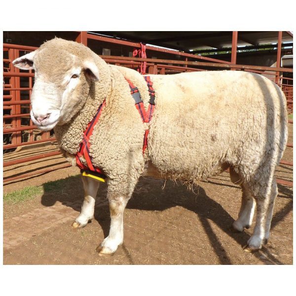 Ram Harness MatingMark Small