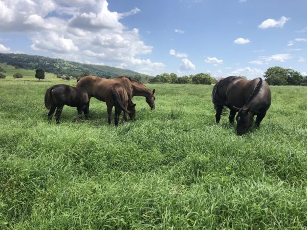 Williams Seed HorseMaxX Tropical Pasture Blend 20kg