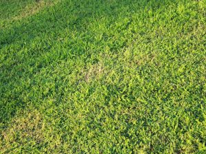 Williams Seed LawnMaxX Couch Seed Blend 20kg