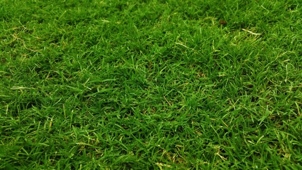 Williams Seed LawnMaxX Lawn Shade Blend 2kg