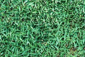 Williams Seed QLD Blue Couch Coated 5kg