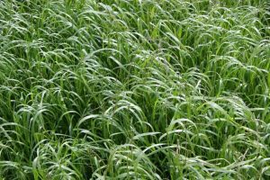 Williams Seed Ryegrass Annual 20kg