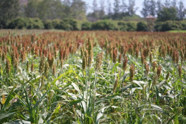 Williams Seed Japanese Millet 20kg