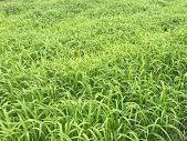 Williams Seed Shirohie Millet 20kg