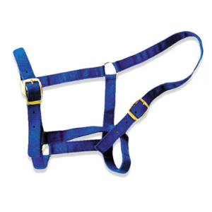 Horse Halter - Cob Blue