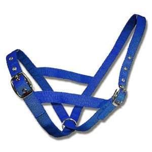 Cattle Halter Webbing Heifer - Blue