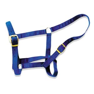 Horse Halter - Full Blue