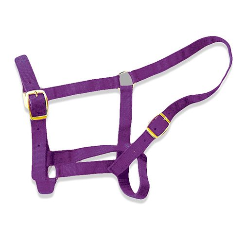 Horse Halter – Full Purple