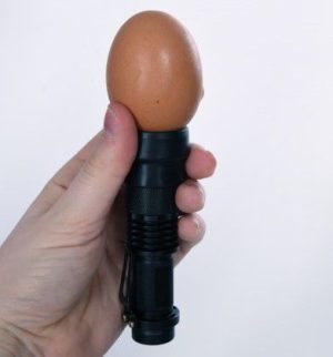 Poultry Egg Candling Lamp each
