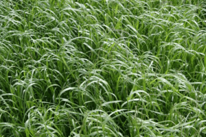 Williams Seed Tetila Ryegrass 20kg