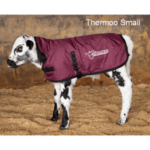 Antahi Thermoo Small Burgundy