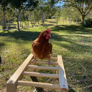 Chicken Playground - Monkey Bars